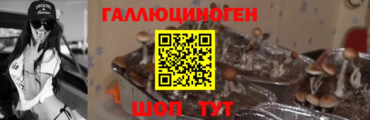 Псилоцибиновые грибы ЛСД  Вход с VPN  Галлюциногенные грибы Psilocybe  Тольятти 